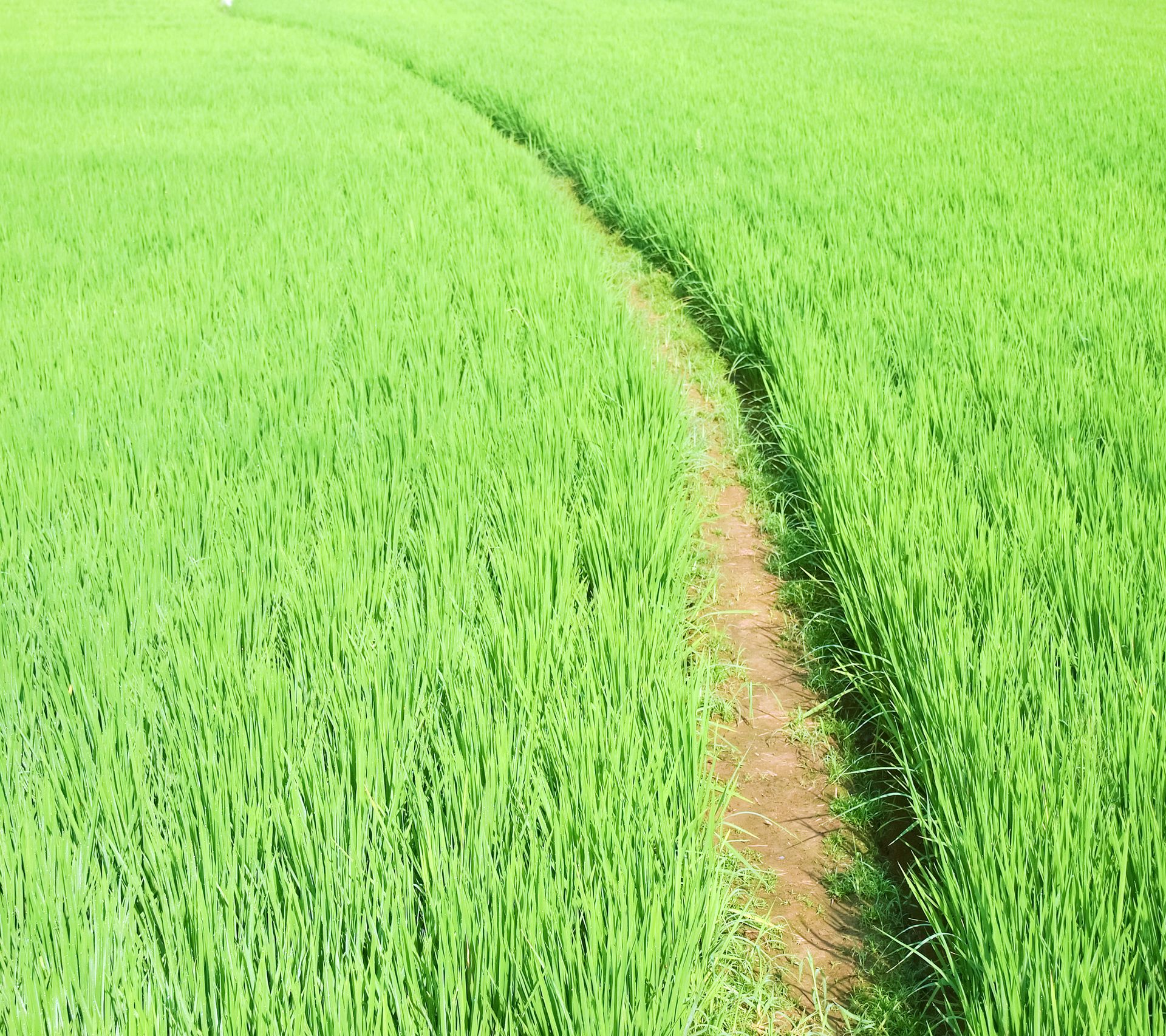 Green Ways International